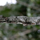 Image for article titled Can you detect the stealth animals hiding in all these pictures?